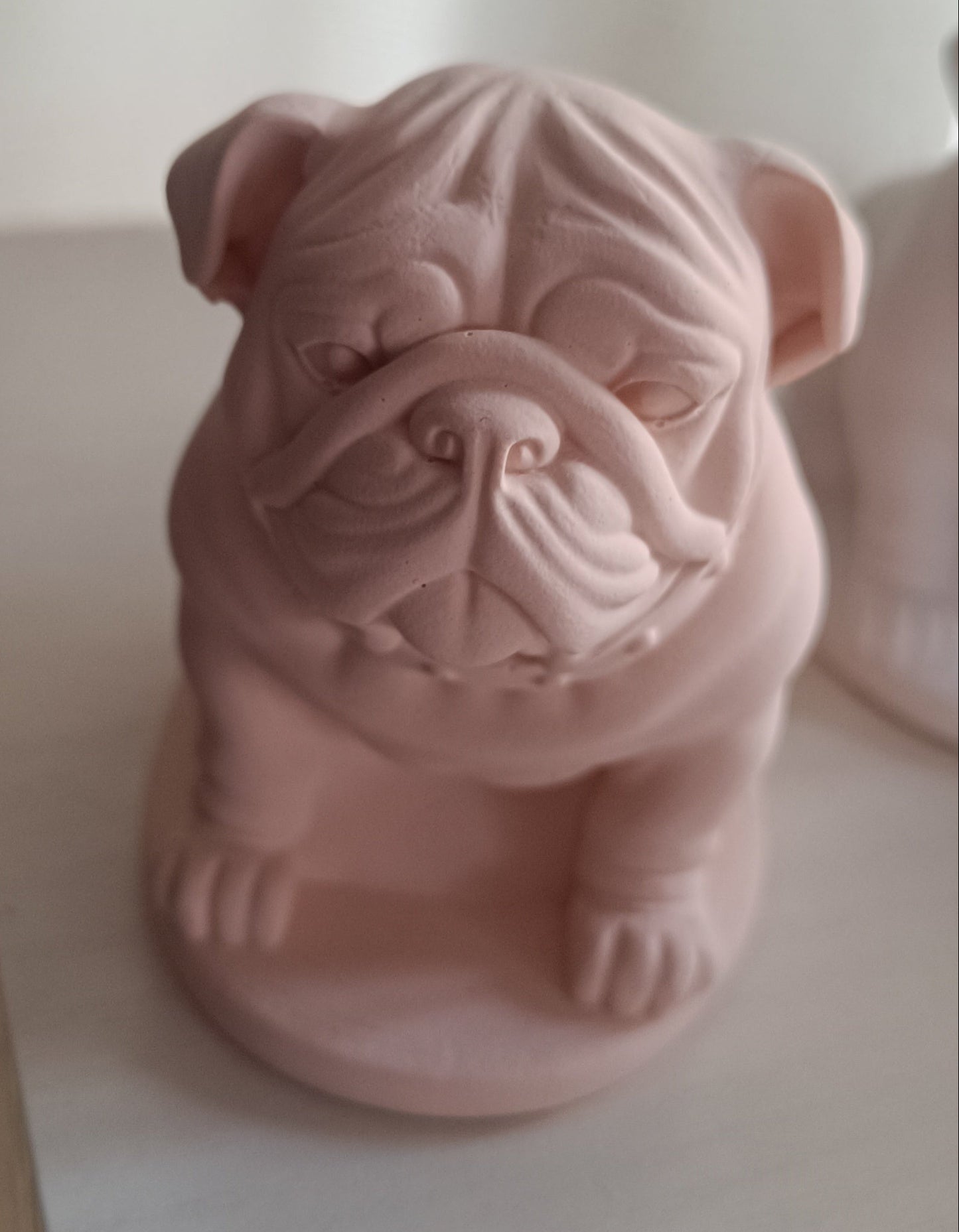 Englische Bulldogge